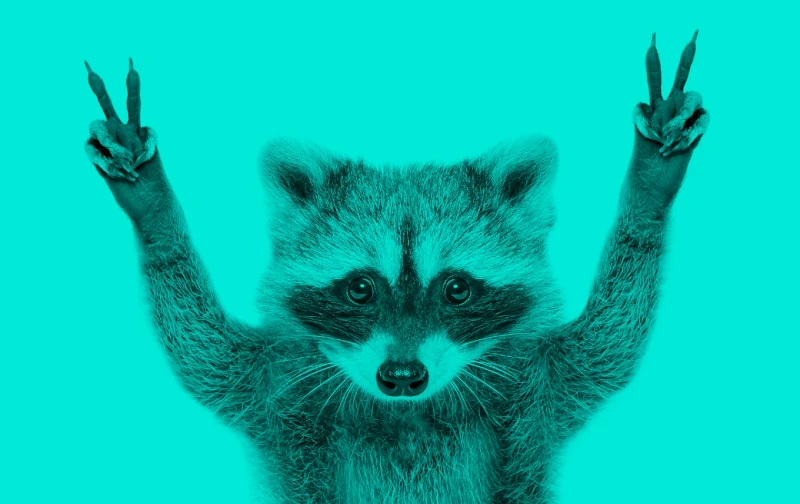 raccoon